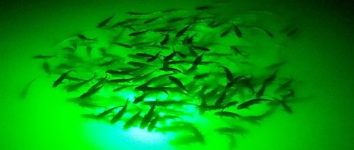 Green LED Lights for Underwater Fishing