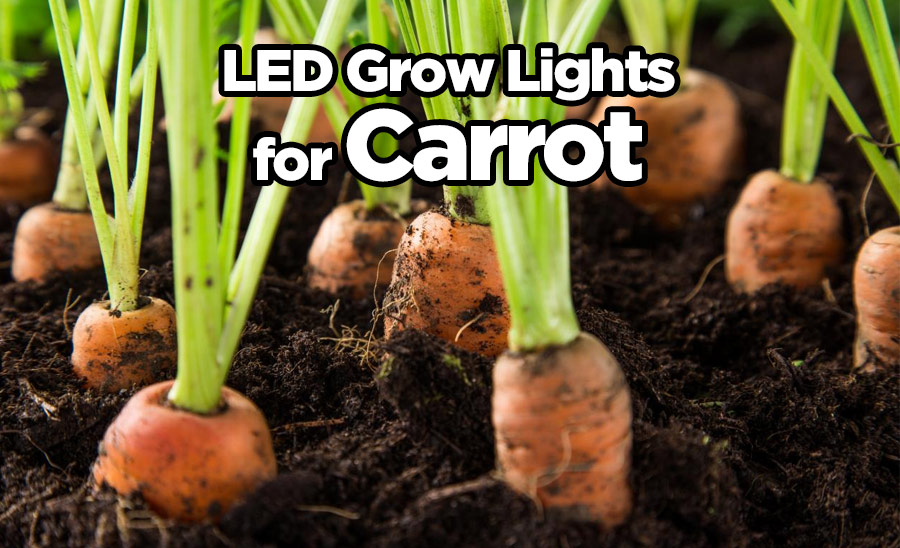 led-lights-speed-up-the-growth-of-carrot