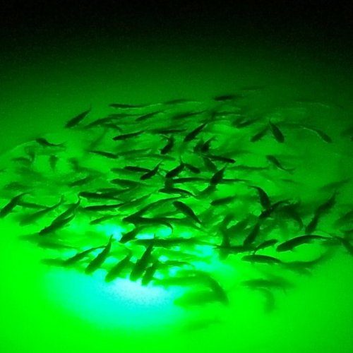 Green 12V LED Underwater Submersible Fishing Light Night Boat Attract Fish Lamp 